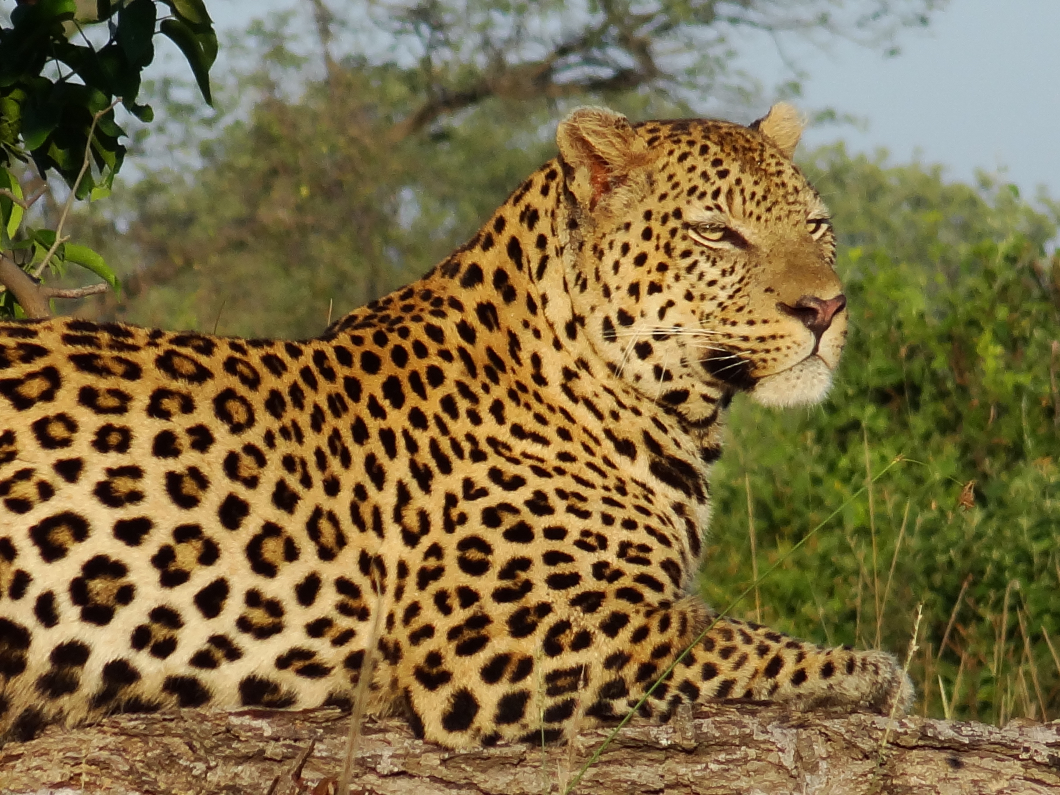 Botswana Copyright Of Grant 76