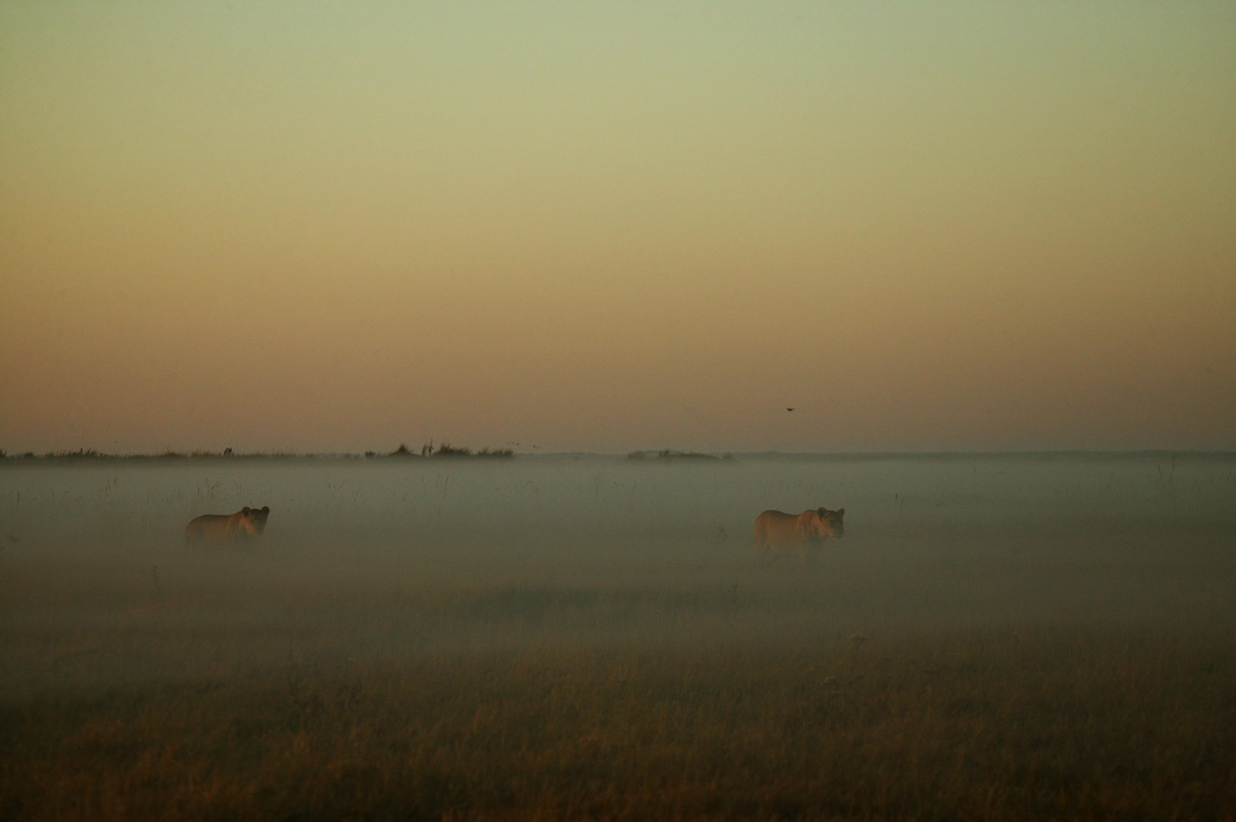 Botswana Duba Plains Camp Okavango Delta Copyright Beverly Joubert Duba Wildlife Botswana 4028