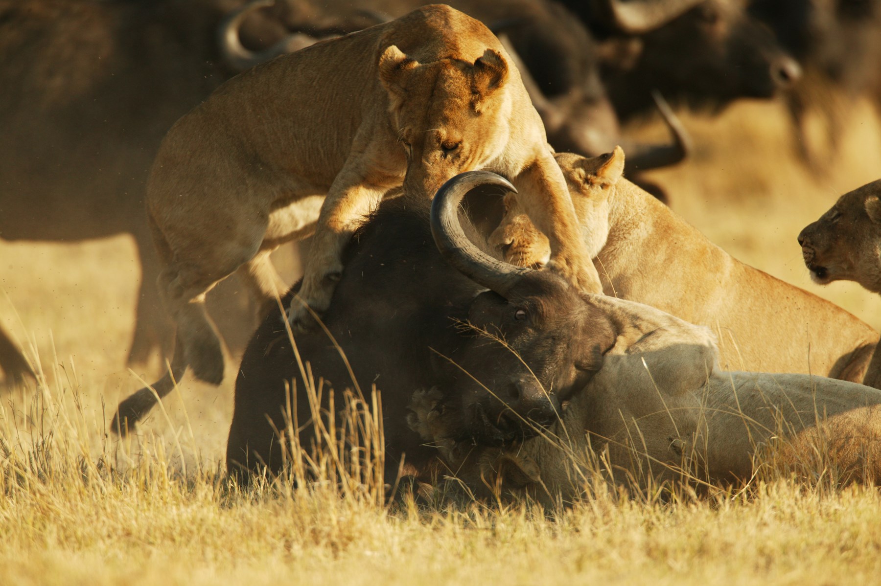 Botswana Duba Plains Camp Okavango Delta Copyright Beverly Joubert Duba Wildlife Botswana 4038