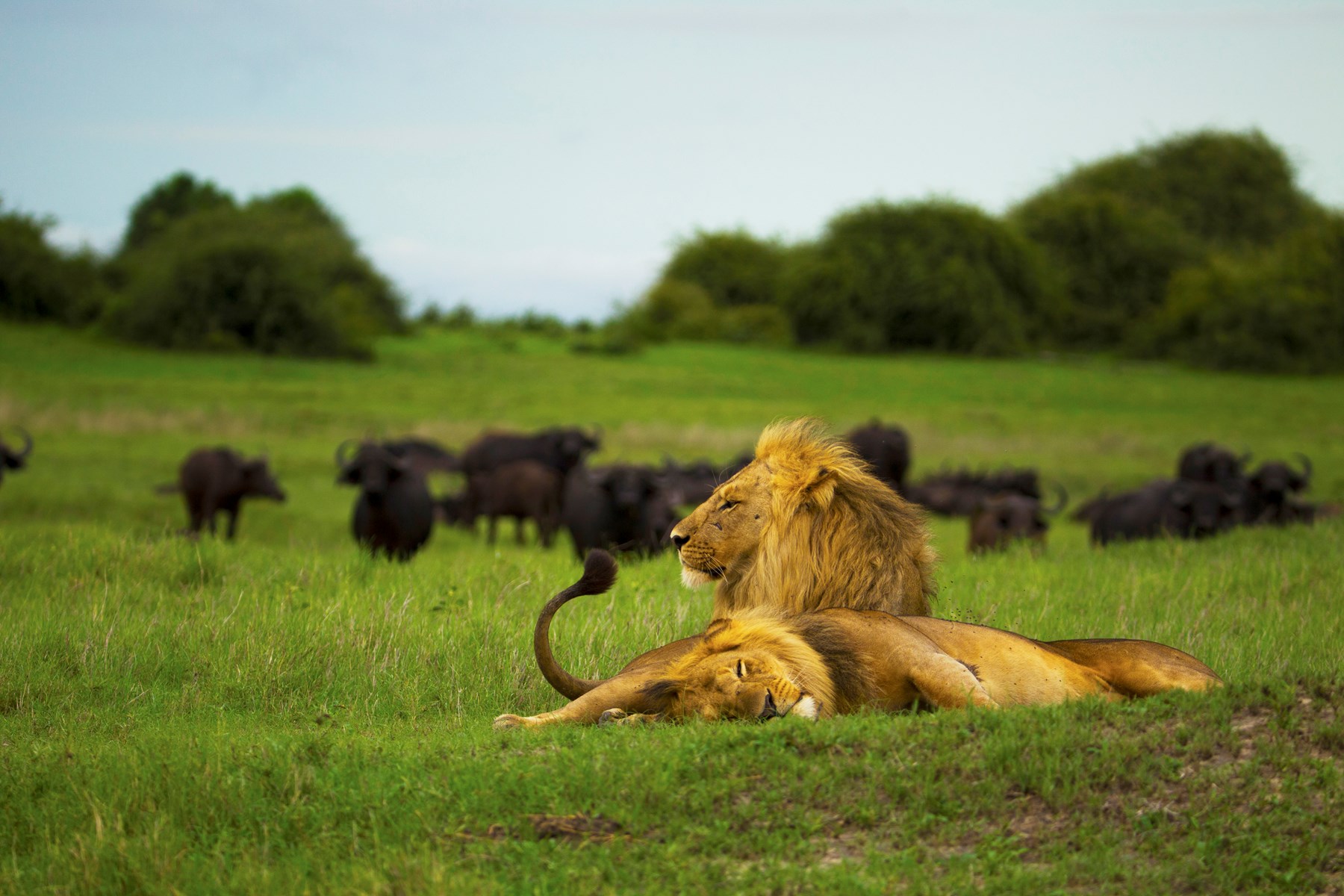 Botswana Duba Plains Camp Okavango Delta Copyright Beverly Joubert Duba Wildlife Botswana 4054
