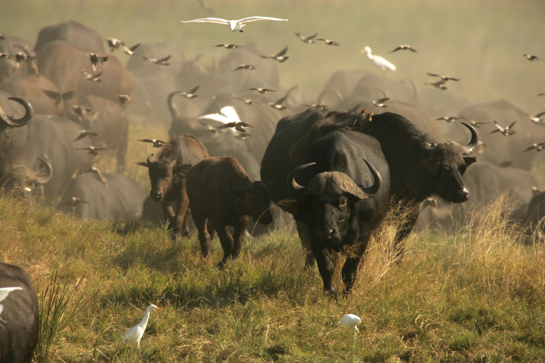 Botswana Duba Plains Camp Okavango Delta Dubaexpeditioncamp Wildlife Greatplainsconservation 14
