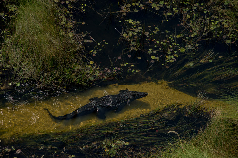 Zarafa Camp Linyanti And Selinda Botswana1