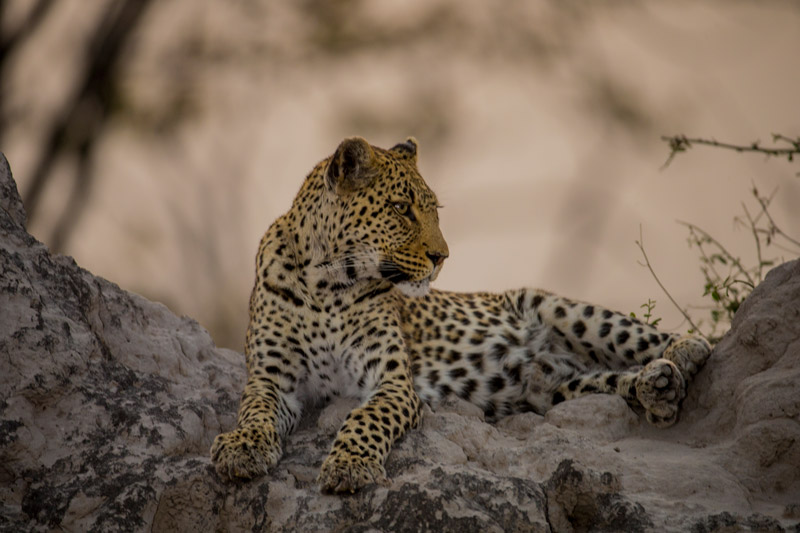 Zarafa Camp Linyanti And Selinda Botswana2