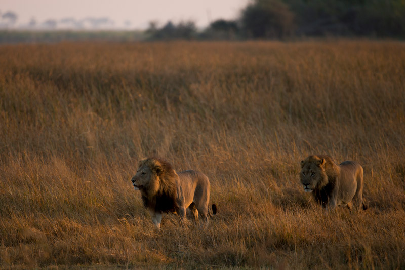 Zarafa Camp Linyanti And Selinda Botswana3
