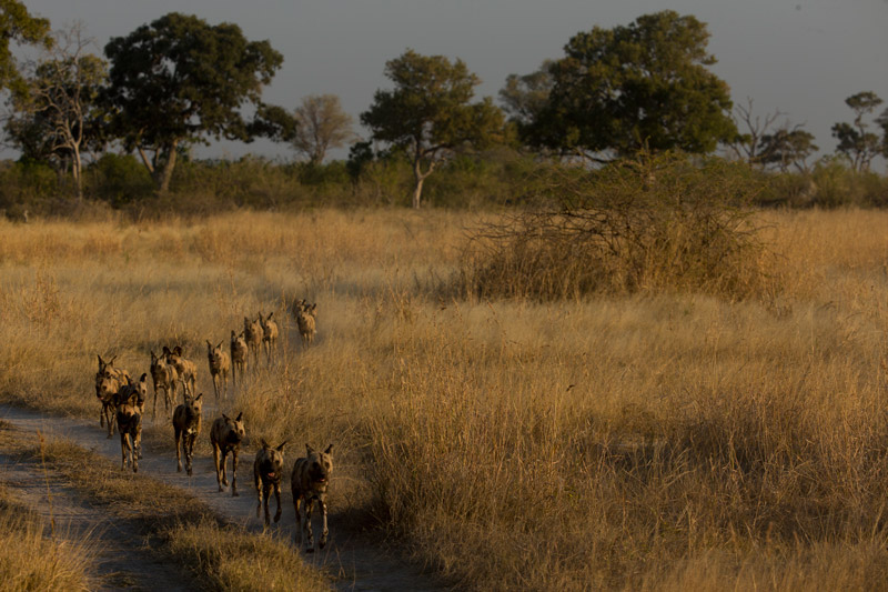 Zarafa Camp Linyanti And Selinda Botswana5