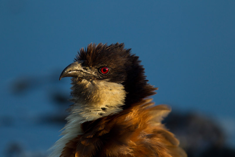 Zarafa Camp Linyanti And Selinda Botswana6