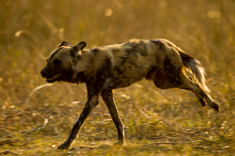 Zarafa Camp Linyanti And Selinda Botswana7