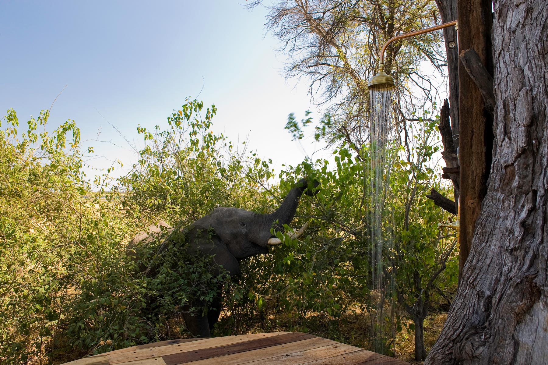 Zarafa Camp Linyanti And Selinda Botswana19