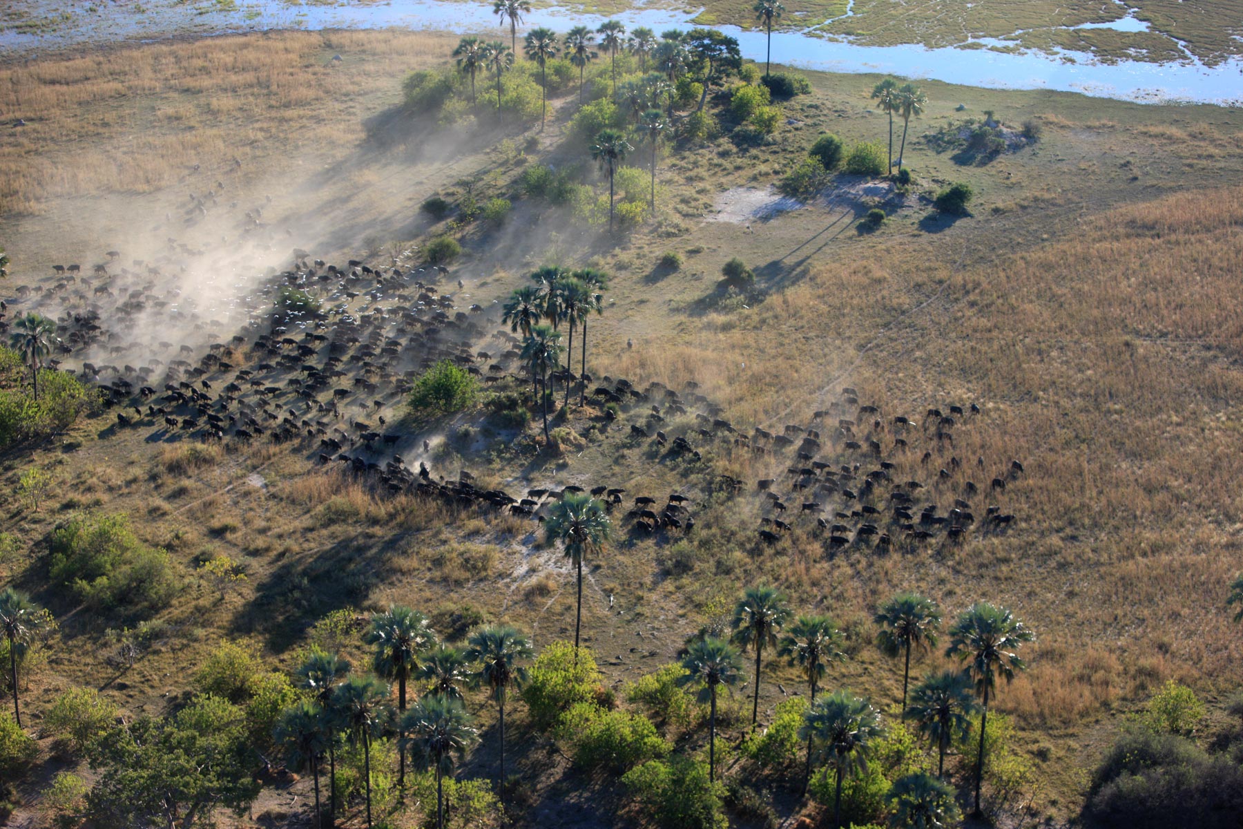 Zarafa Camp Linyanti And Selinda Botswana21