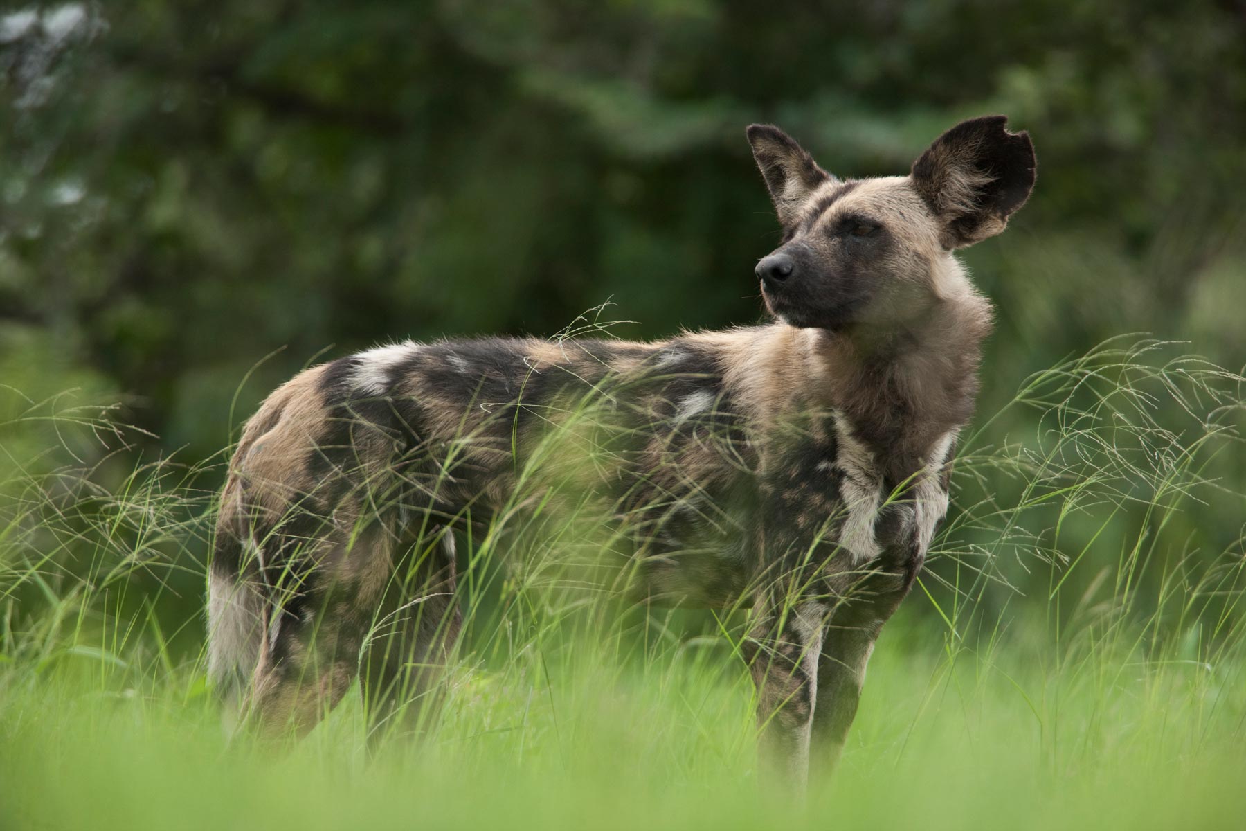 Zarafa Camp Linyanti And Selinda Botswana22
