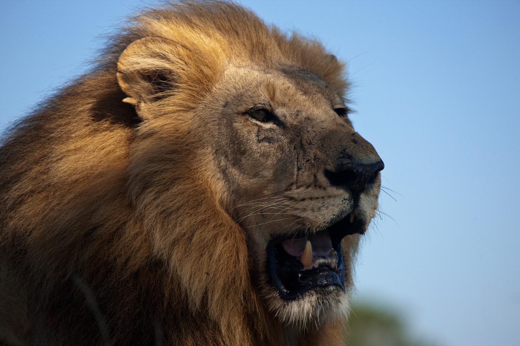 Zarafa Camp Linyanti And Selinda Botswana24