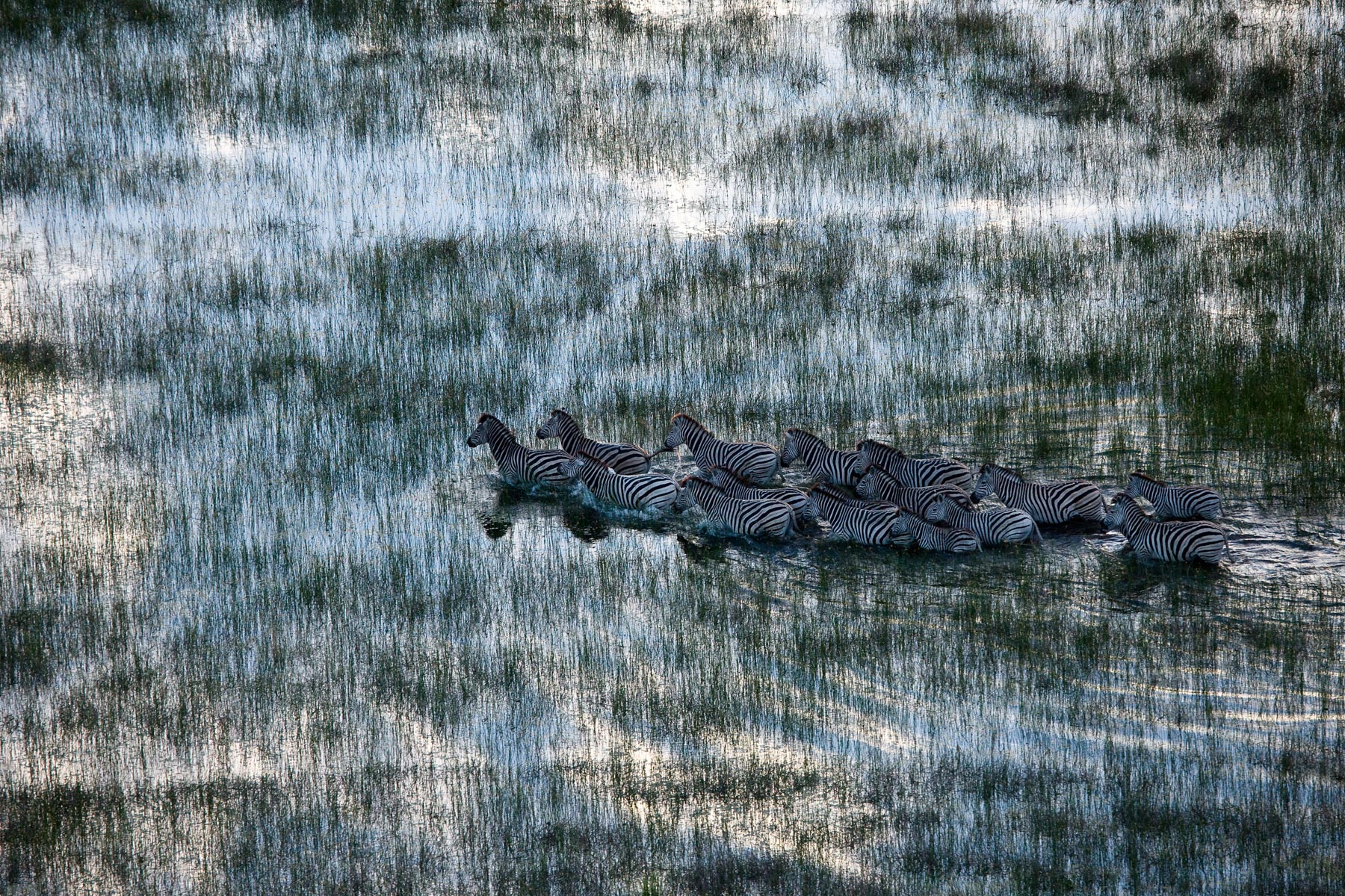 Zarafa Camp Linyanti And Selinda Botswana25