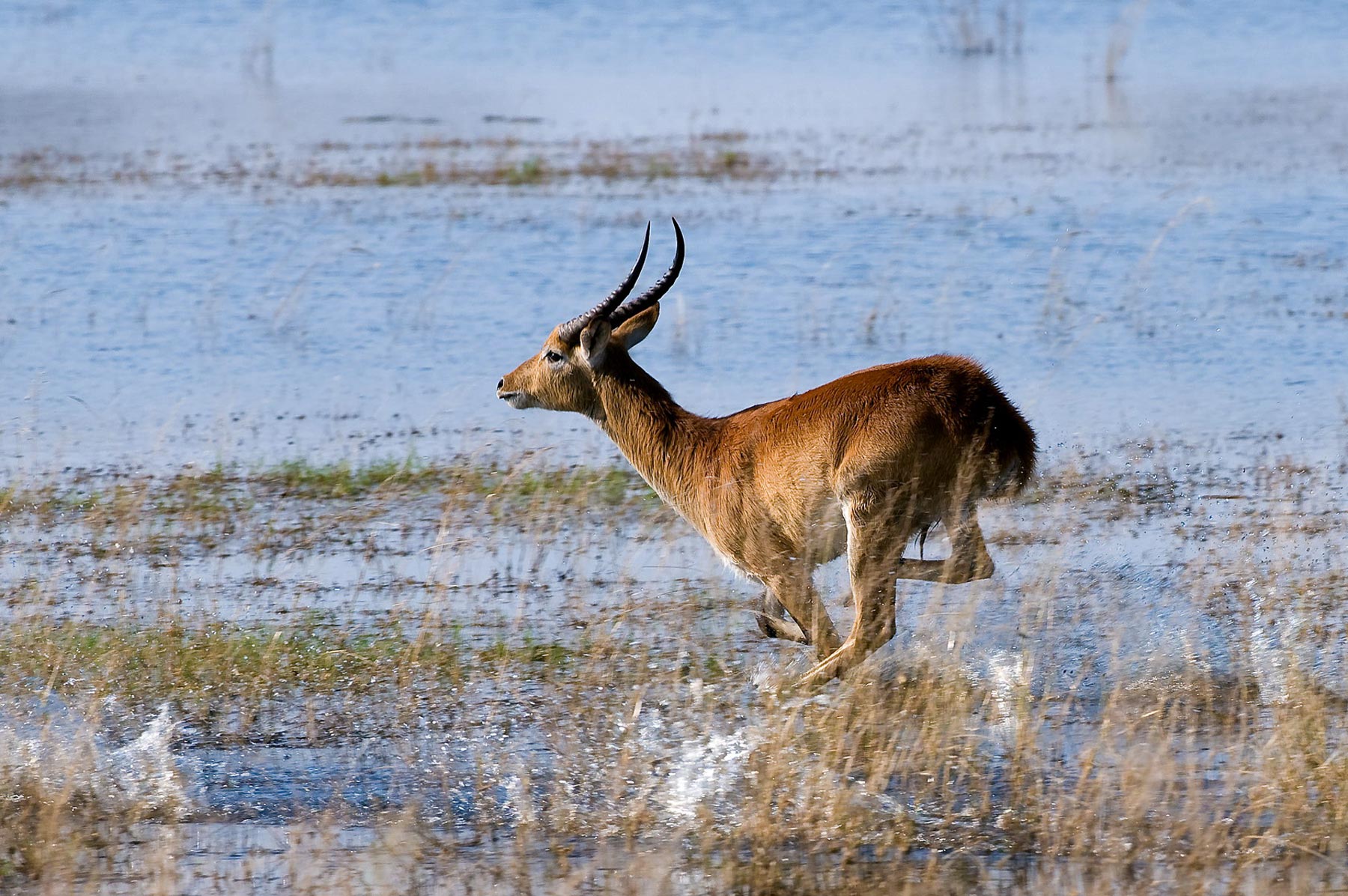 Zarafa Camp Linyanti And Selinda Botswana26