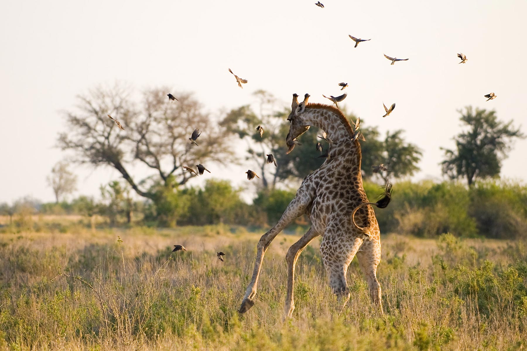 Zarafa Camp Linyanti And Selinda Botswana27