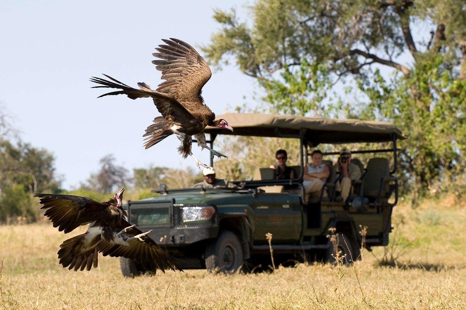 Zarafa Camp Linyanti And Selinda Botswana28