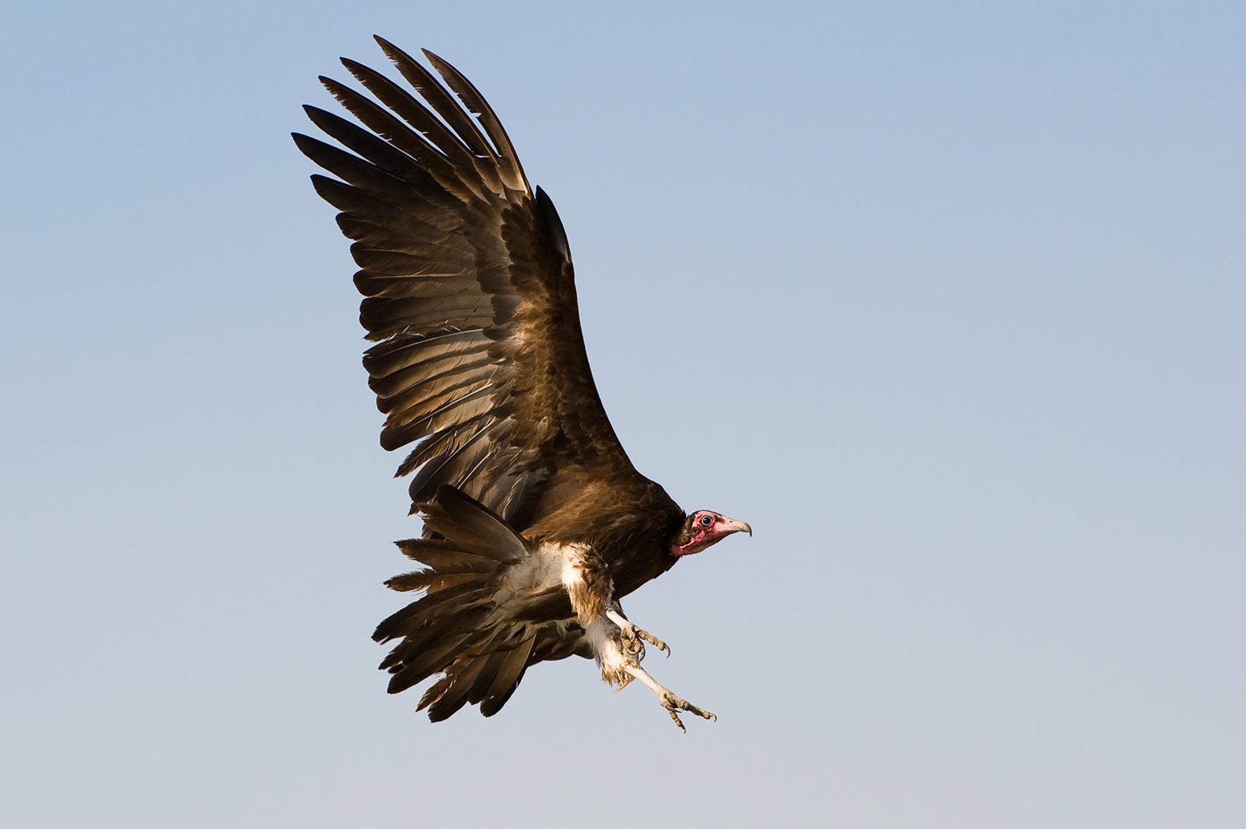 Zarafa Camp Linyanti And Selinda Botswana29
