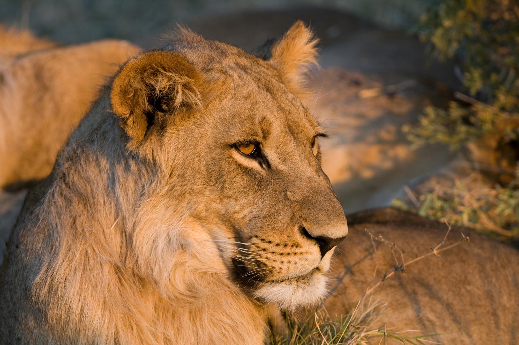 Zarafa Camp Linyanti And Selinda Botswana30