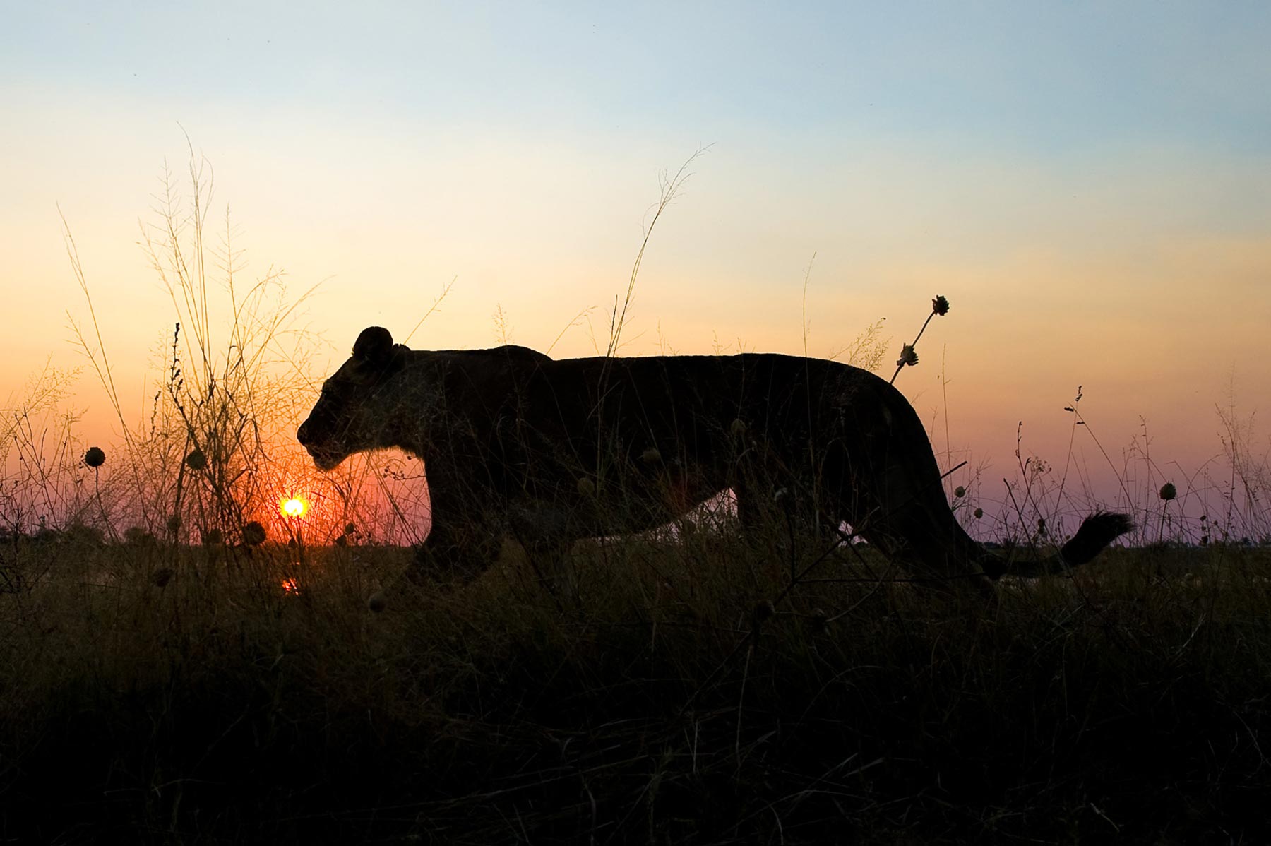 Zarafa Camp Linyanti And Selinda Botswana31