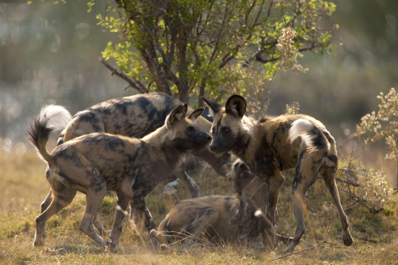 Selinda Camp Linyanti And Selinda Botswana19