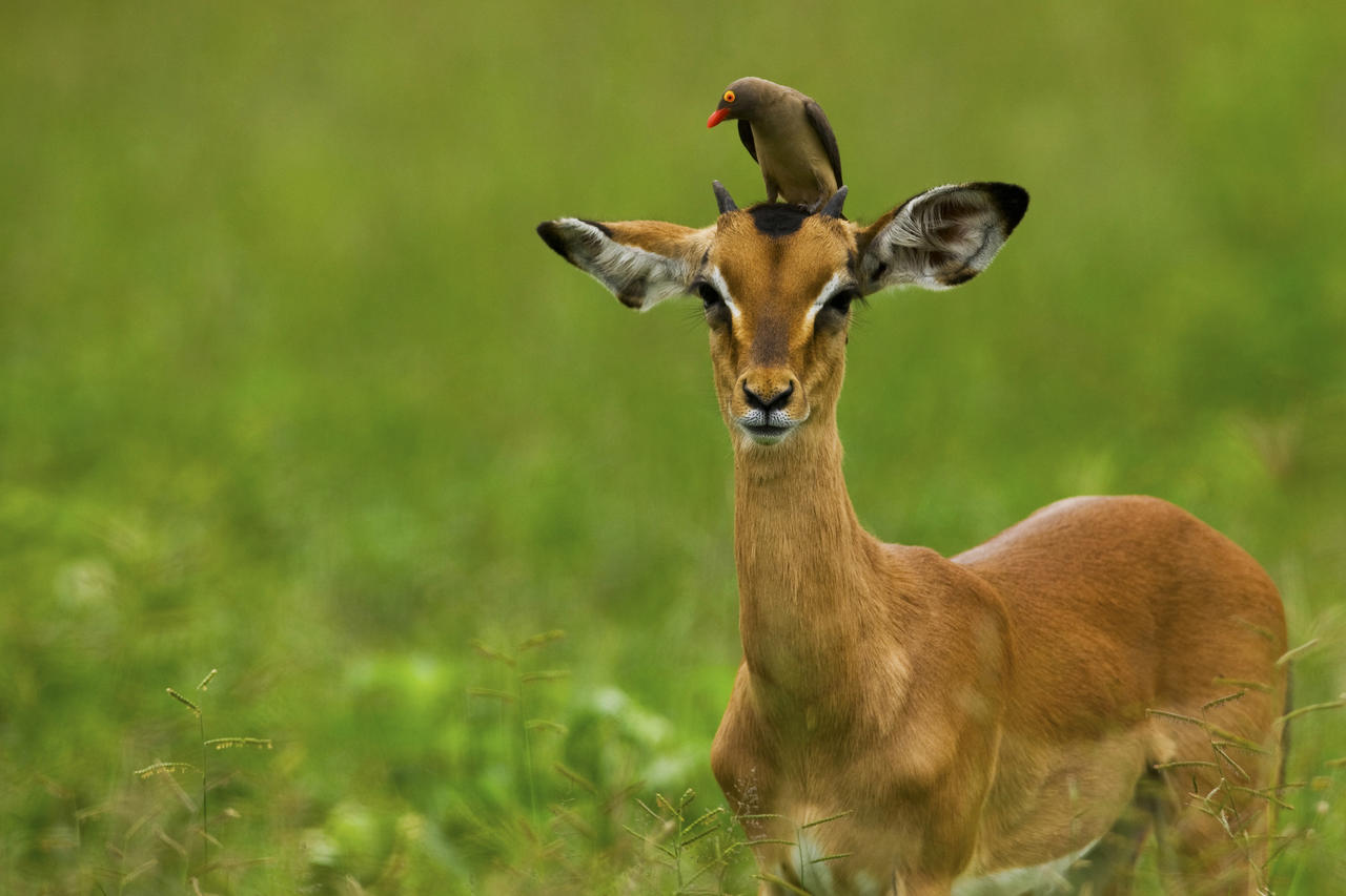 Selinda Camp Linyanti And Selinda Botswana24