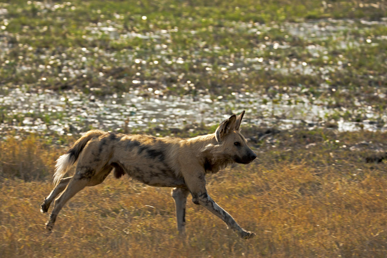 Selindaadventuretrail Wildlife Greatplainsconservation 2