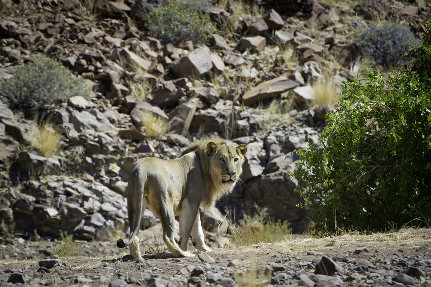 Damaraland Camp Damaraland Namibia 29