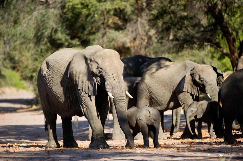 Damaraland Camp Damaraland Namibia 61