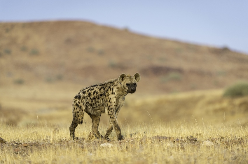 Desert Rhino Camp Damaraland Namibia 9