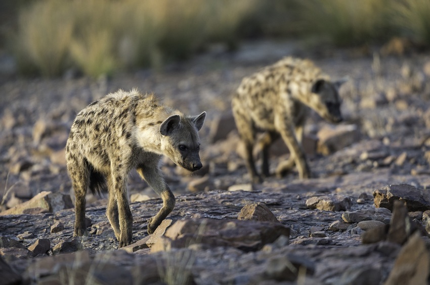 Desert Rhino Camp Damaraland Namibia 26