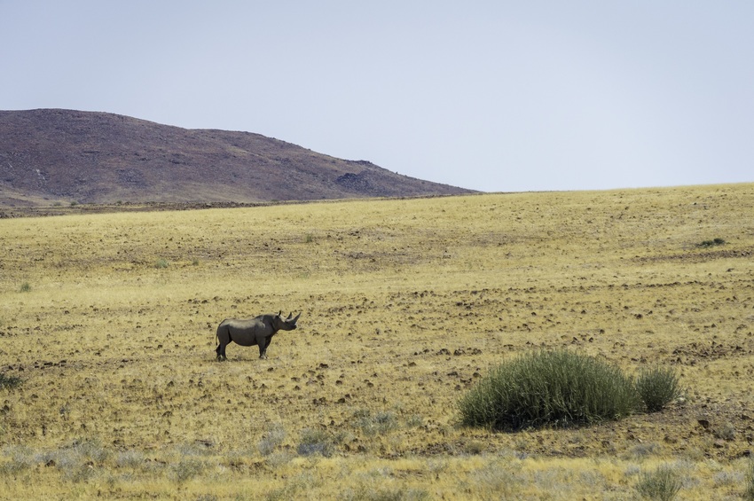 Desert Rhino Camp Damaraland Namibia 28