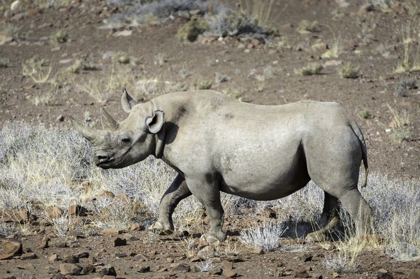 Desert Rhino Camp Damaraland Namibia 29