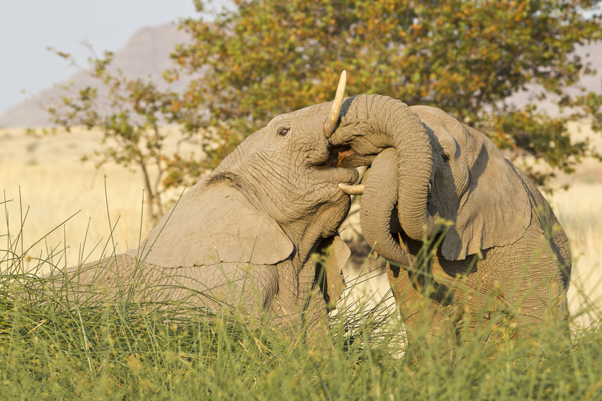 Desert Rhino Camp Damaraland Namibia 31