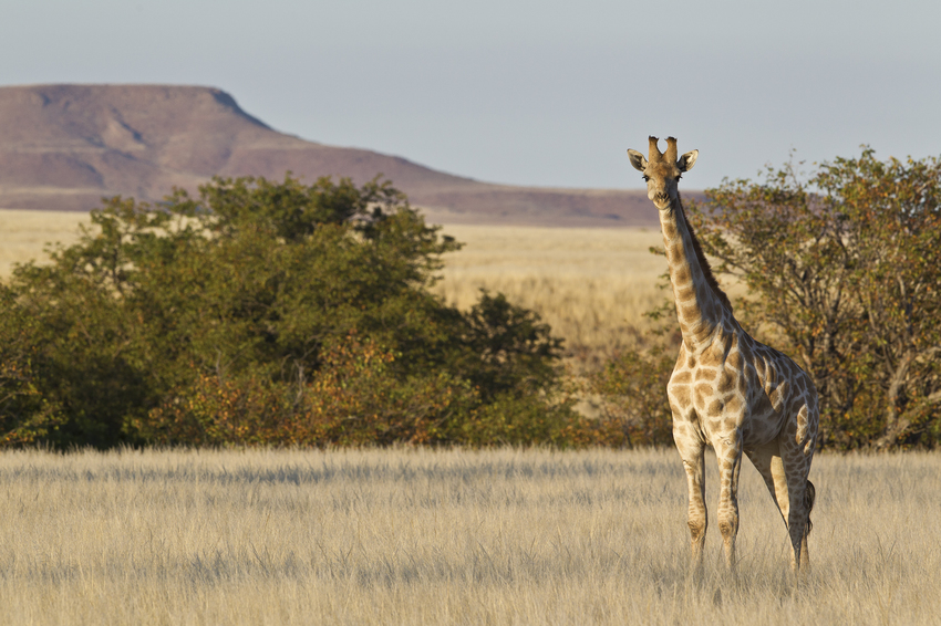 Desert Rhino Camp Damaraland Namibia 34