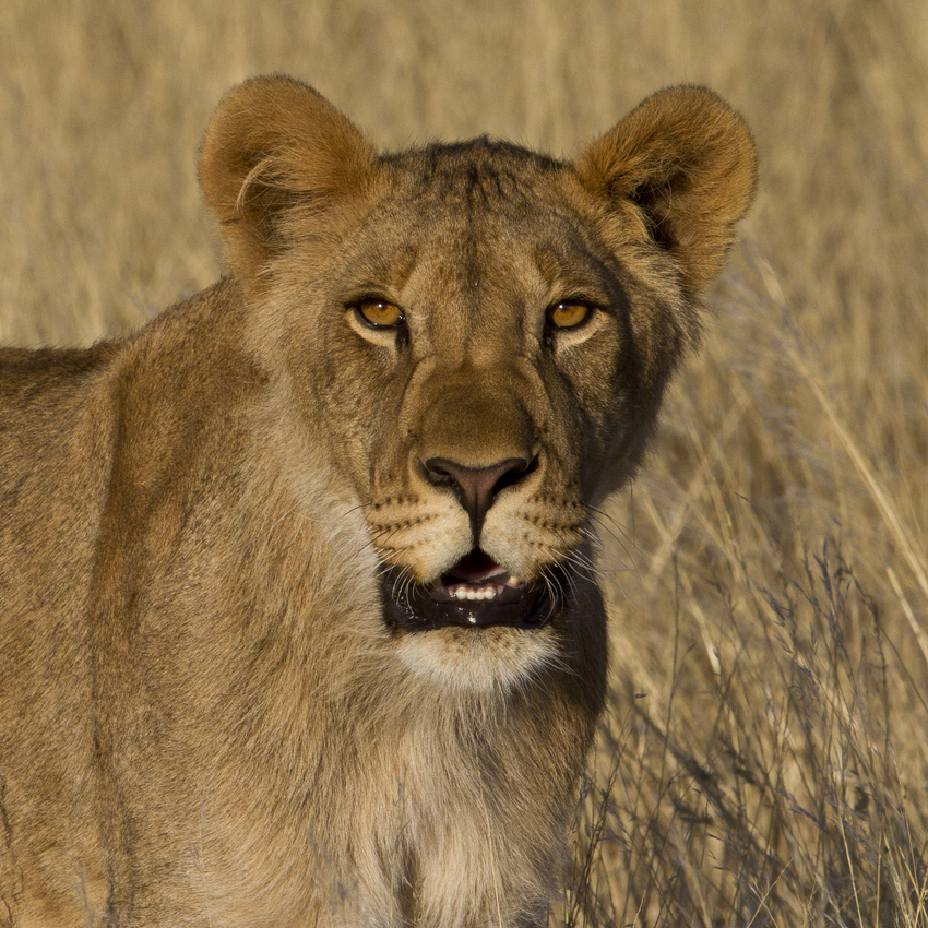 Desert Rhino Camp Damaraland Namibia 37