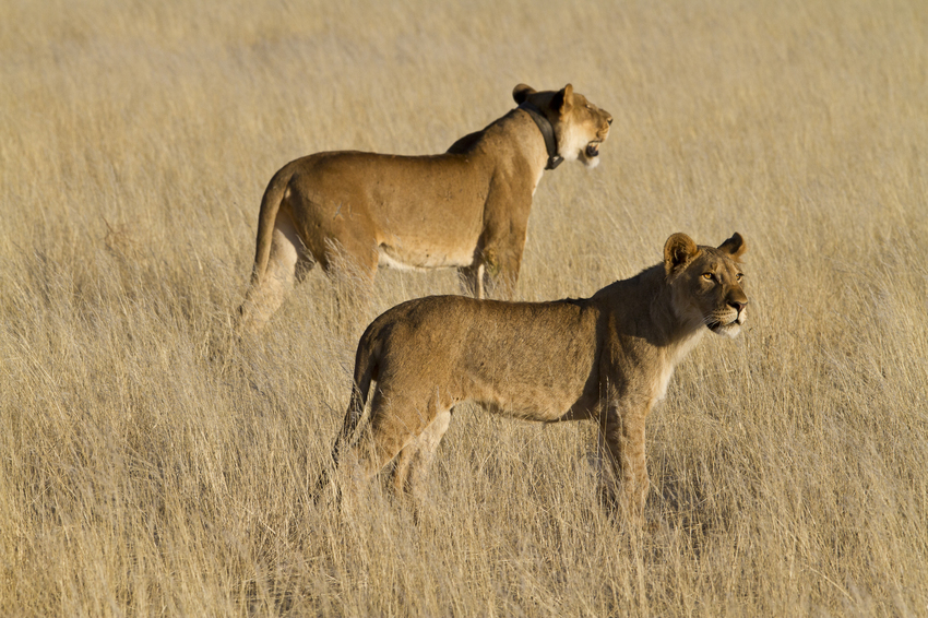 Desert Rhino Camp Damaraland Namibia 38