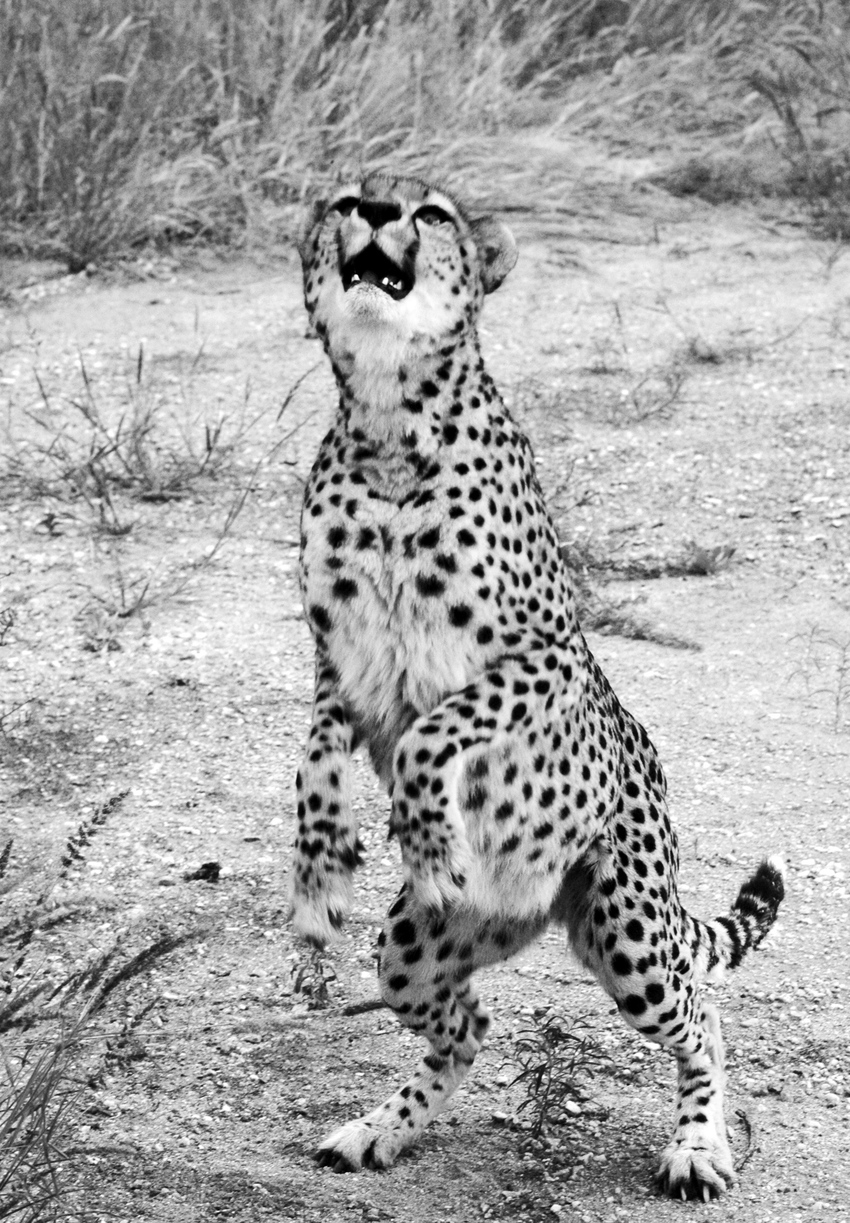 Epako Safari Lodge Damaraland Namibia 38Jpg