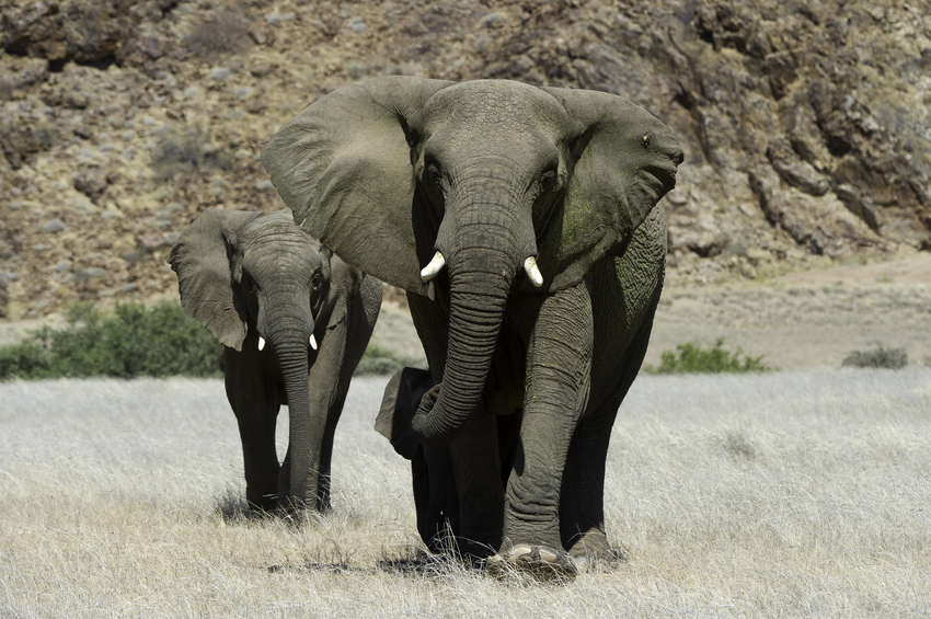 Doro Nawas Camp Damaraland Namibia 37