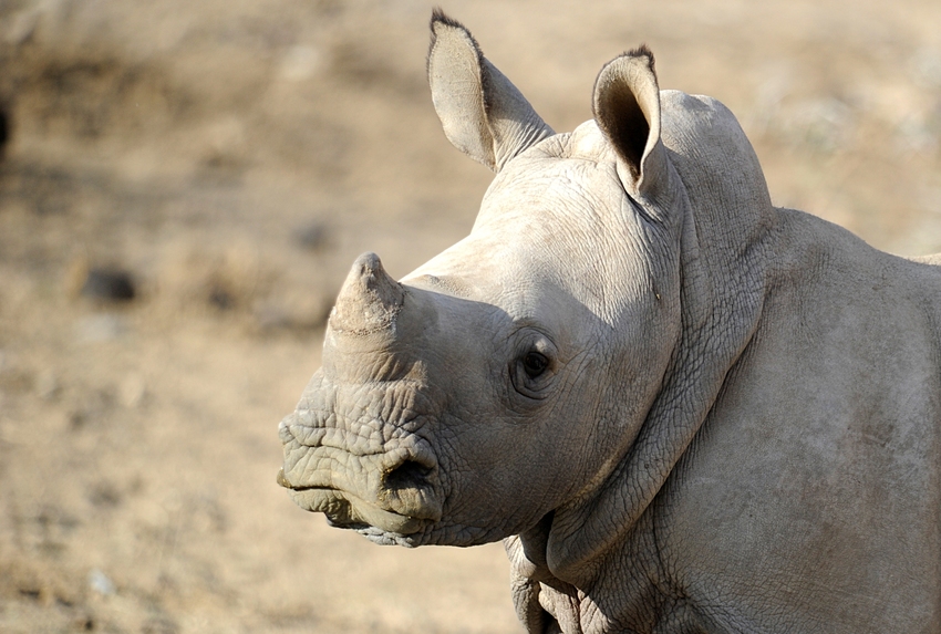 Epako Safari Lodge Damaraland Namibia 40Jpg