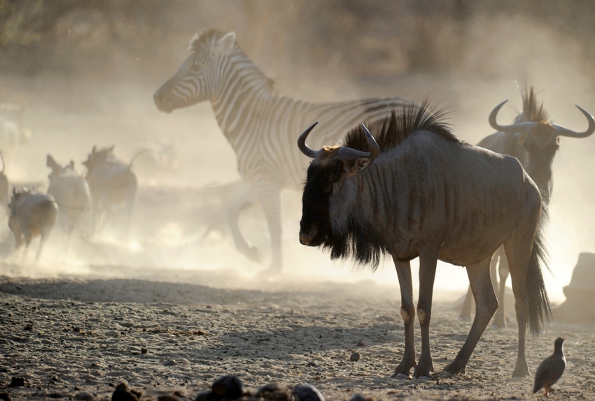 Epako Safari Lodge Damaraland Namibia 41Jpg