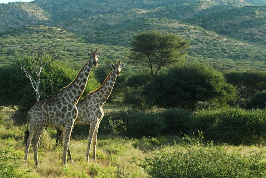 Epako Safari Lodge Damaraland Namibia 42Jpg