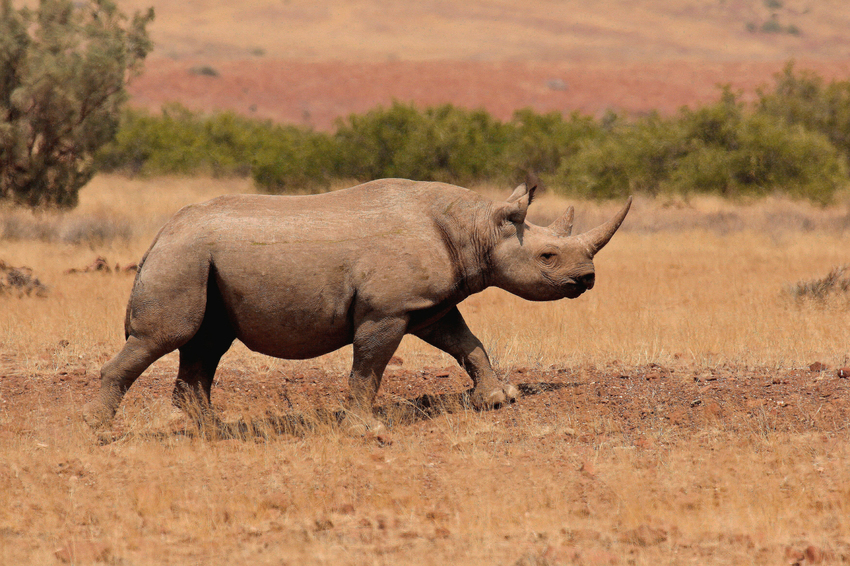 Desert Rhino Camp Damaraland Namibia 46