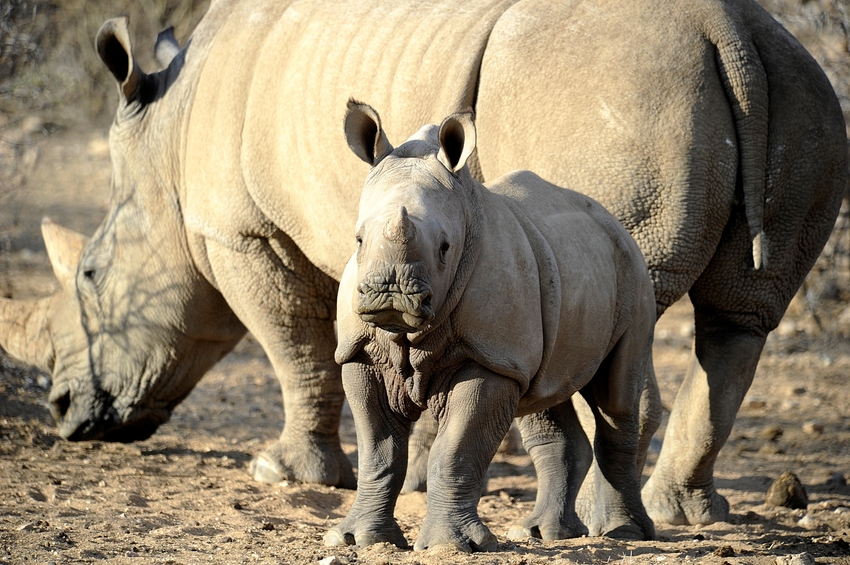 Epako Safari Lodge Damaraland Namibia 43Jpg