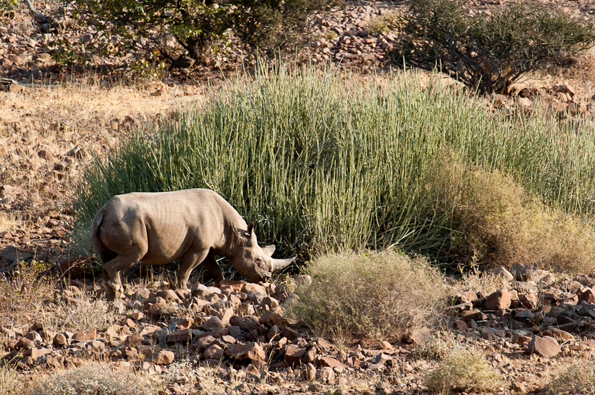 Desert Rhino Camp Damaraland Namibia 48
