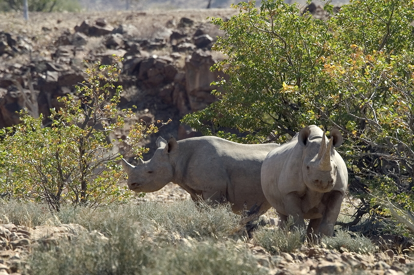 Desert Rhino Camp Damaraland Namibia 50