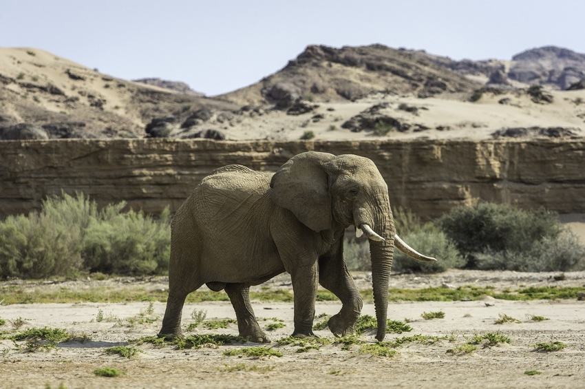 Hoanib Skeleton Coast Skeleton Coast Namibia 20