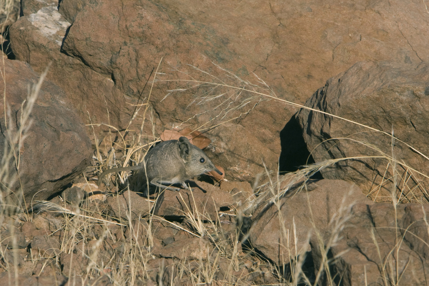 Desert Rhino Camp Damaraland Namibia 1