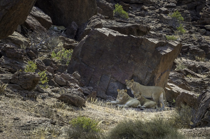 Hoanib Skeleton Coast Skeleton Coast Namibia 21