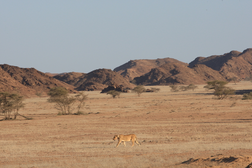 Hoanib Skeleton Coast Skeleton Coast Namibia 29Jpg