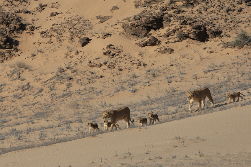 Hoanib Skeleton Coast Skeleton Coast Namibia 30Jpg