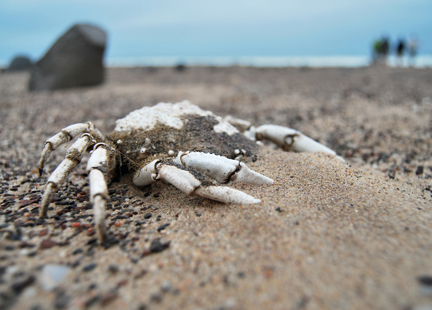Hoanib Skeleton Coast Skeleton Coast Namibia 35